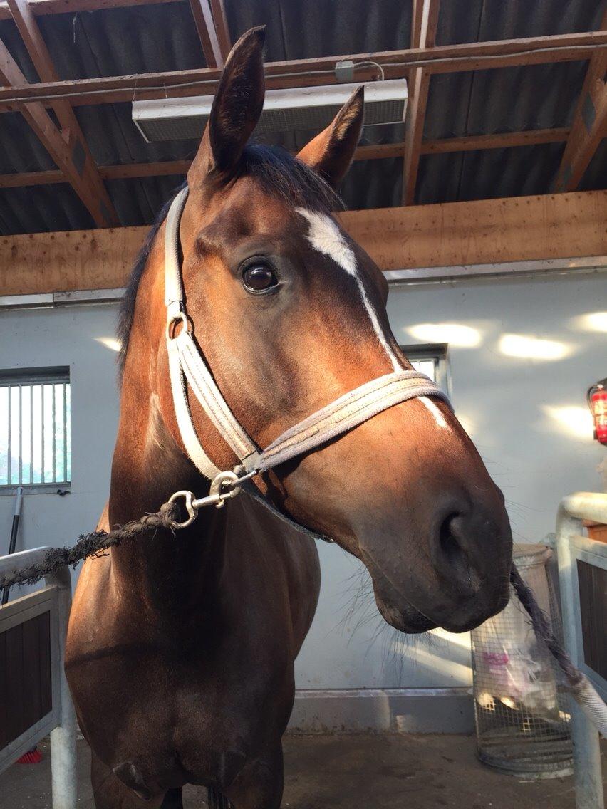 Dansk Varmblod Taylor billede 9