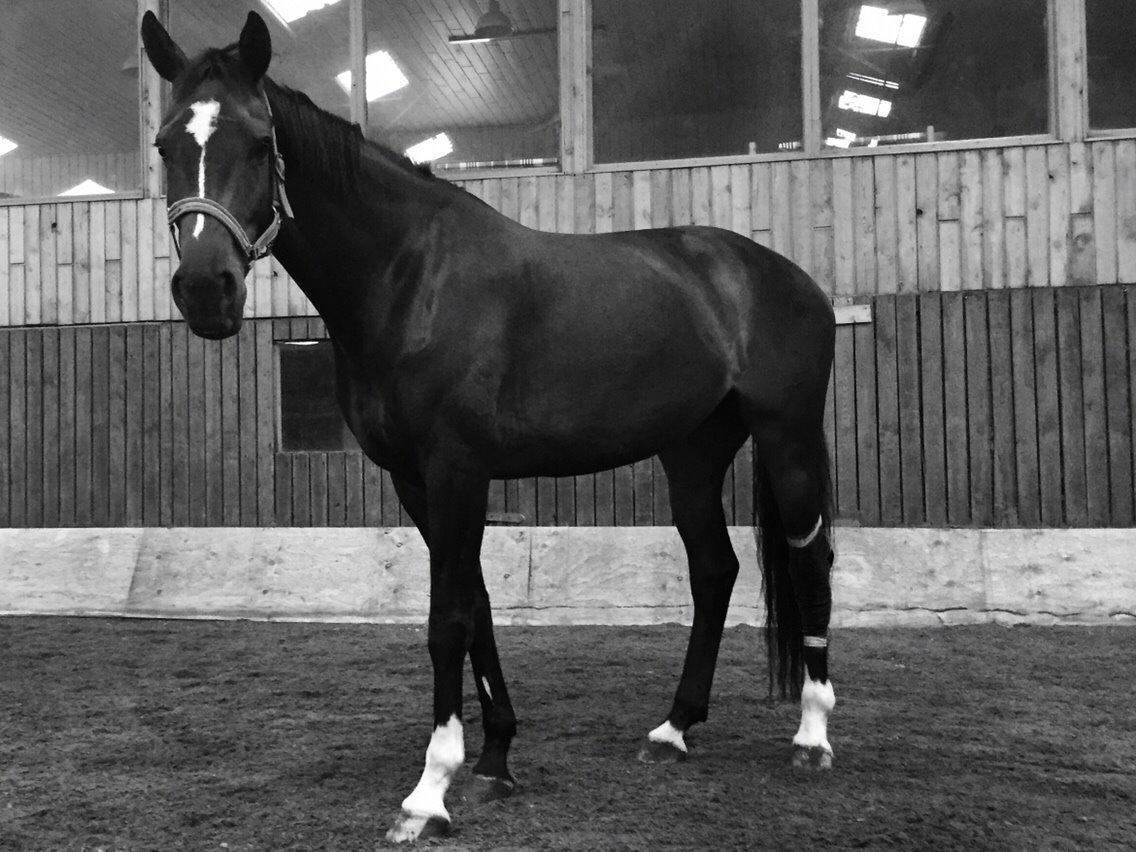 Dansk Varmblod Taylor billede 10