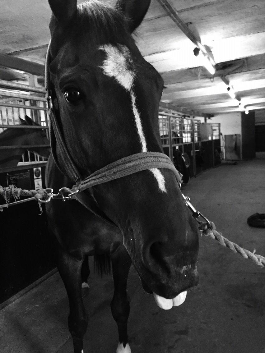 Dansk Varmblod Taylor billede 12