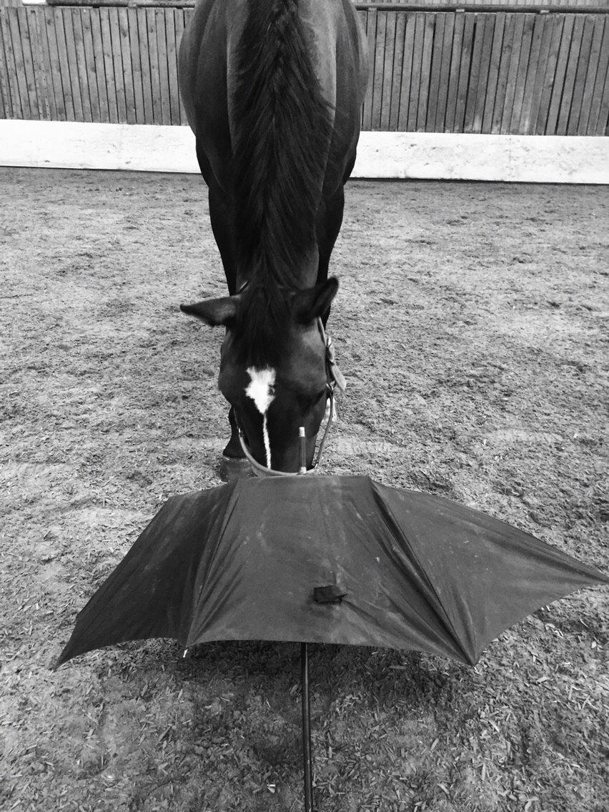 Dansk Varmblod Taylor billede 11