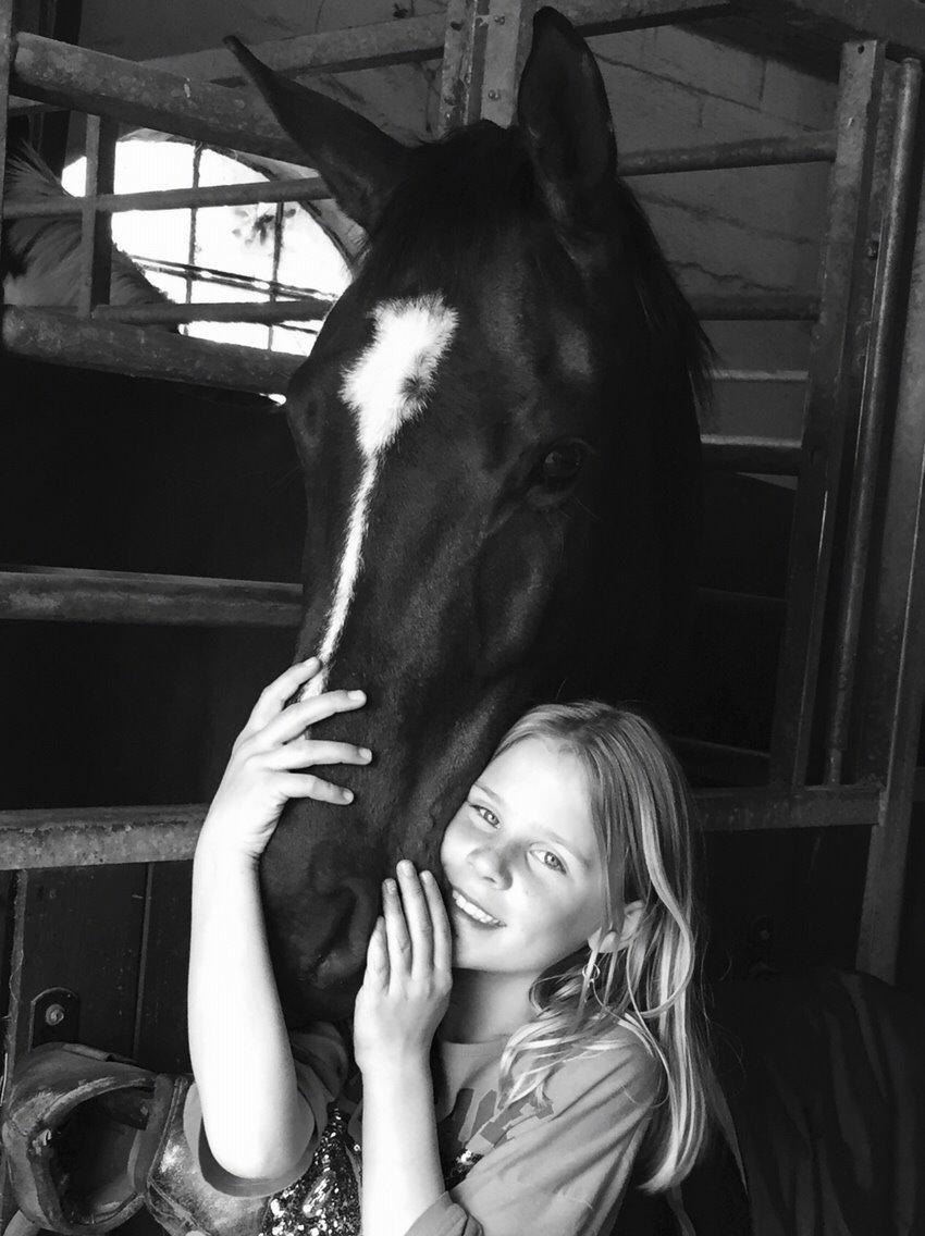 Dansk Varmblod Taylor billede 14