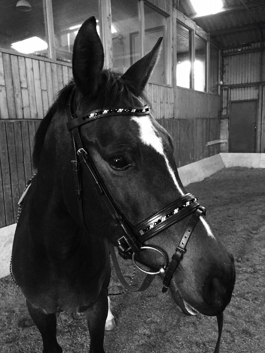 Dansk Varmblod Taylor billede 13