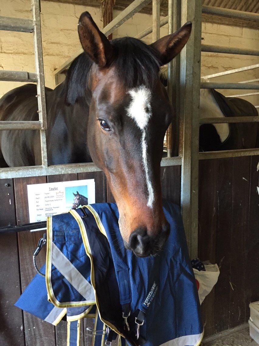 Dansk Varmblod Taylor billede 16