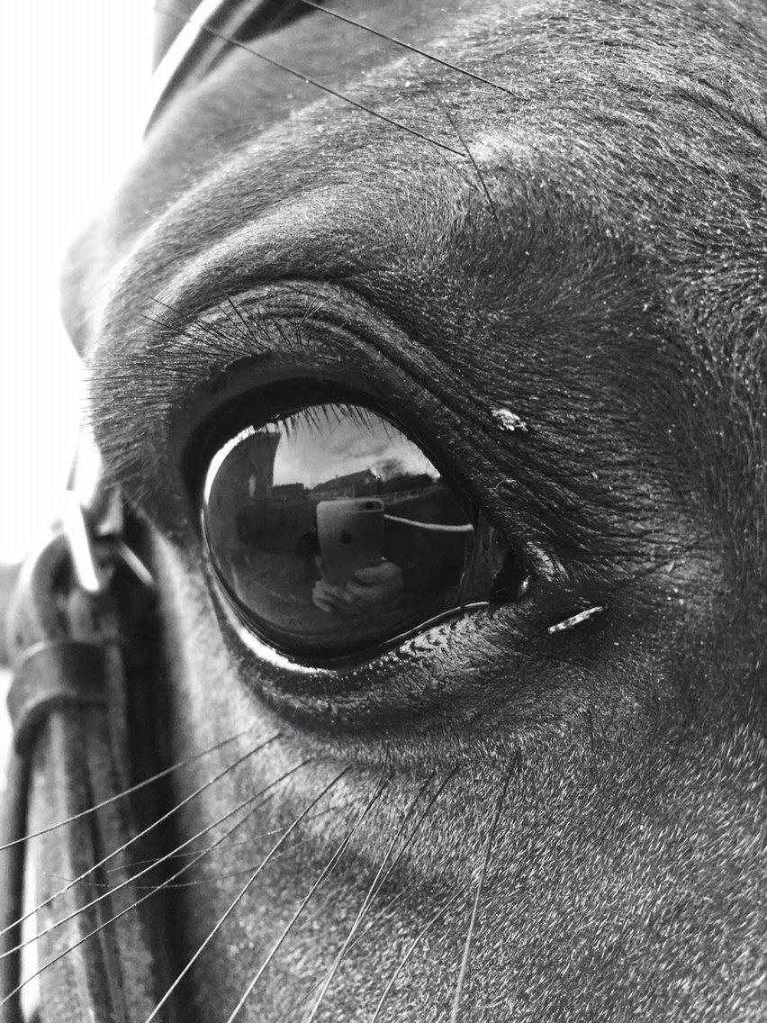 Dansk Varmblod Taylor billede 18