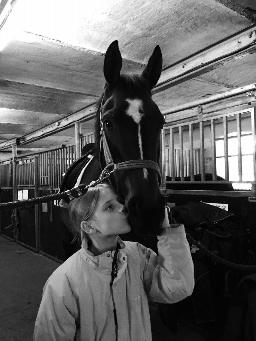 Dansk Varmblod Taylor billede 19