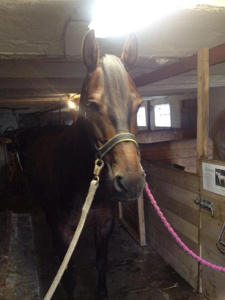 DSP Stidsbjergs Duster - Charme trold  billede 6