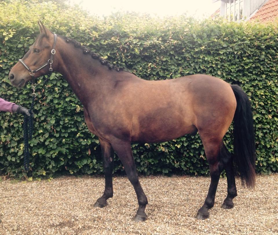 DSP Stidsbjergs Duster billede 7