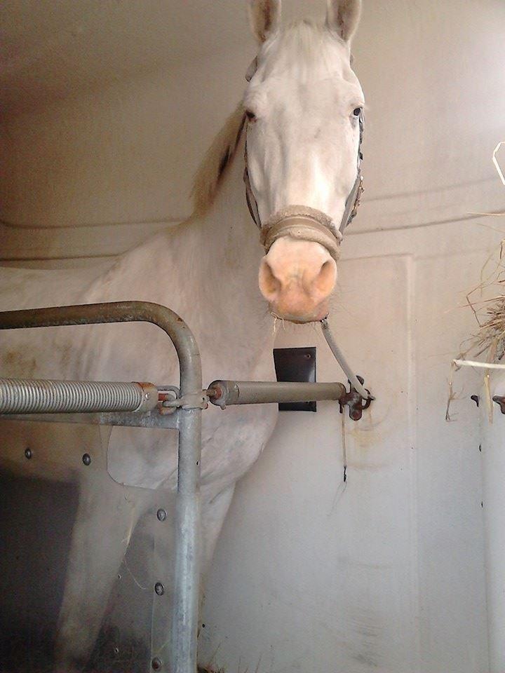 Knabstrupper Prins - SOLGT - I traileren da han kom hjem Foto: Mig billede 4