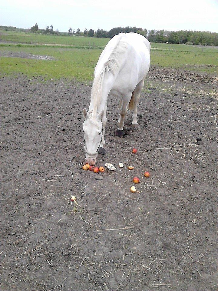 Knabstrupper Prins - SOLGT - Mmm æbler smager godt Foto: Mig billede 9