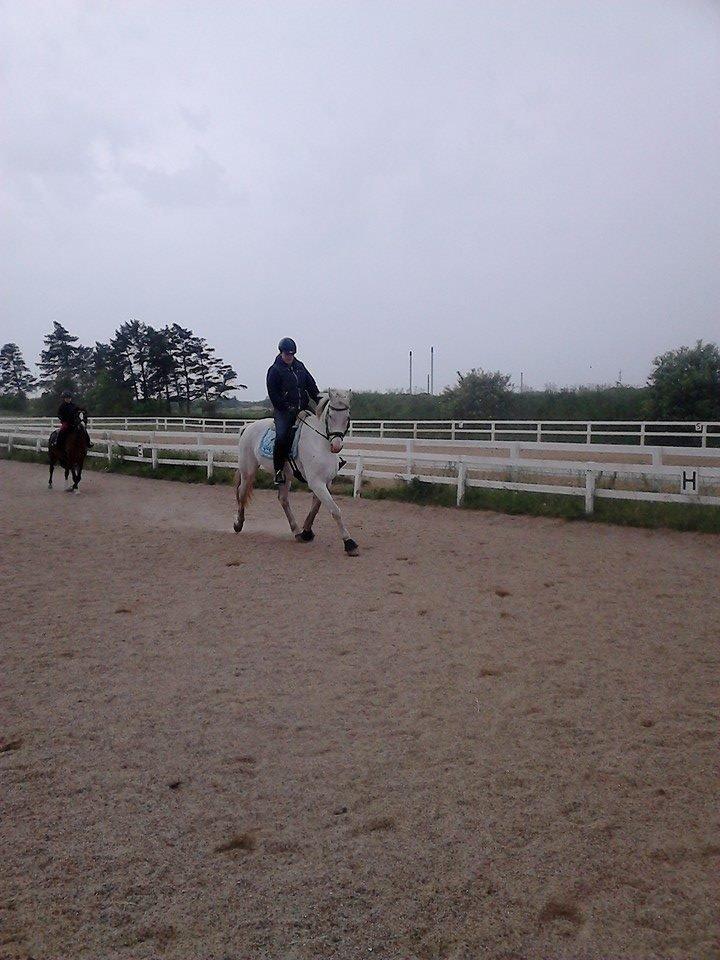 Knabstrupper Prins - SOLGT - Søs rider ham mens jeg går gravid Foto; Mig billede 10