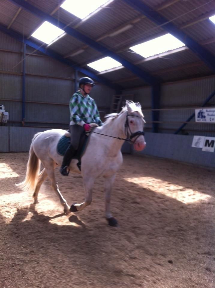 Knabstrupper Prins - SOLGT - Første gang på Prins efter fødslen Foto: Mor Vivi billede 15