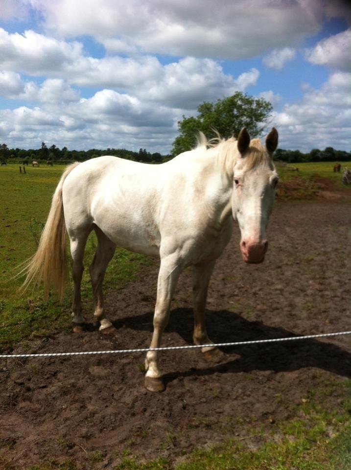 Knabstrupper Prins - SOLGT - Efter en god ridetur inden man ruller sig Foto: Mig billede 16