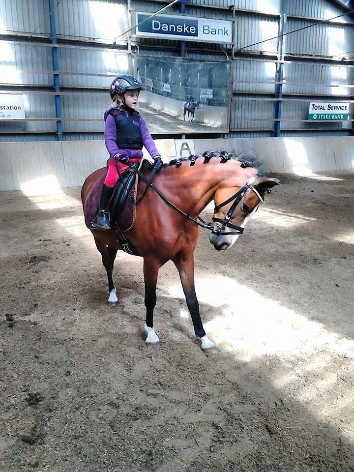 Anden særlig race Bakkegaardens Surprice *SOLGT* billede 2