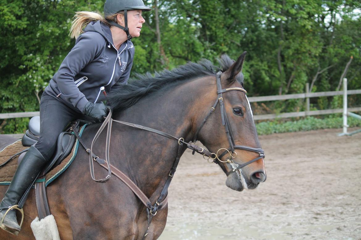 Anden særlig race Hector - En undervisning i spring, en søndag i foråret 2015 billede 10