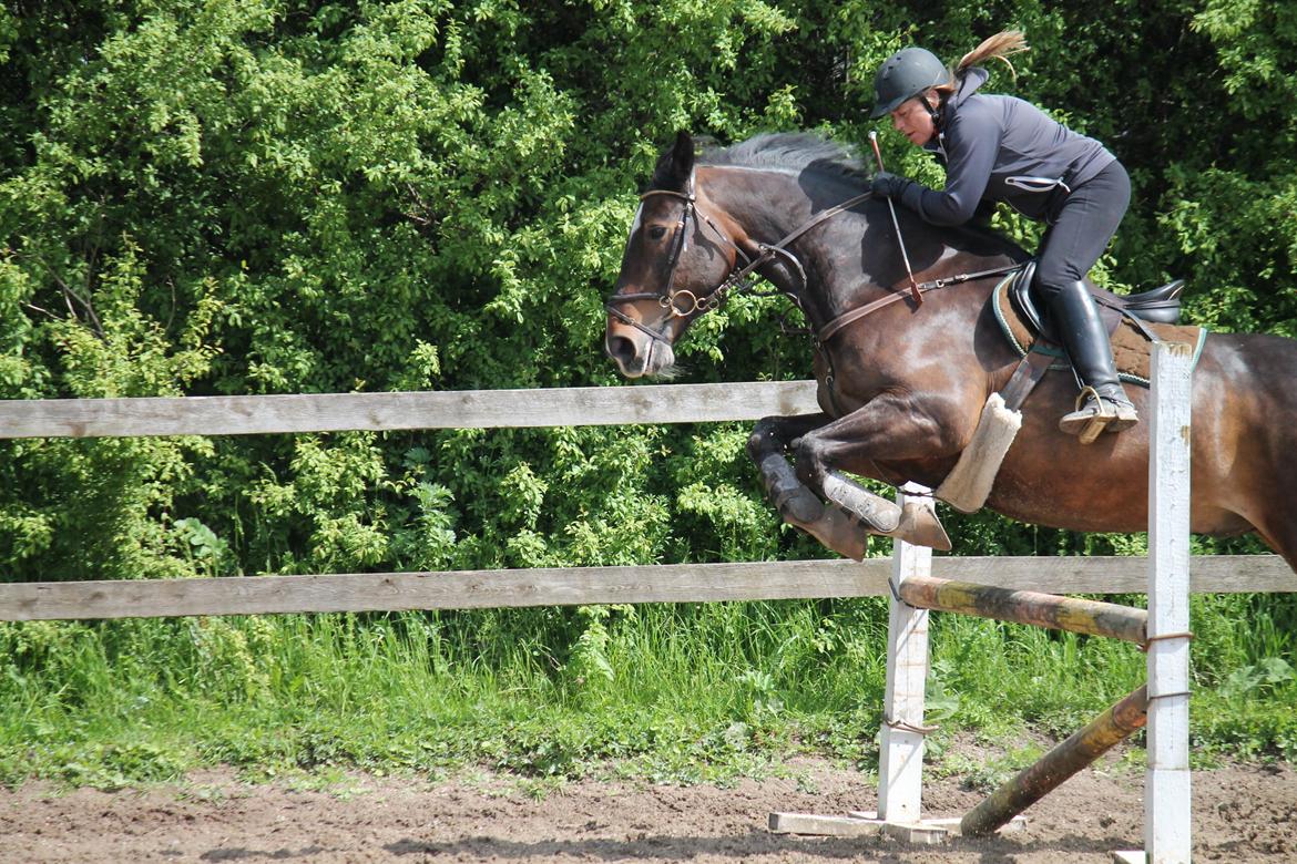 Anden særlig race Hector billede 12