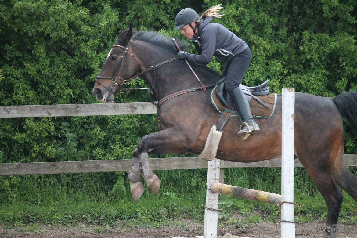 Anden særlig race Hector - Spring træning 2015 billede 11