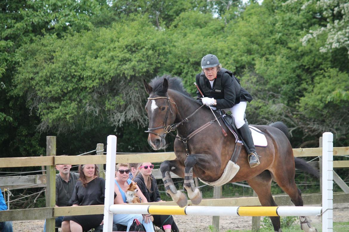 Anden særlig race Hector - Springstævne Juni 2015, på gården hvor vi står billede 8
