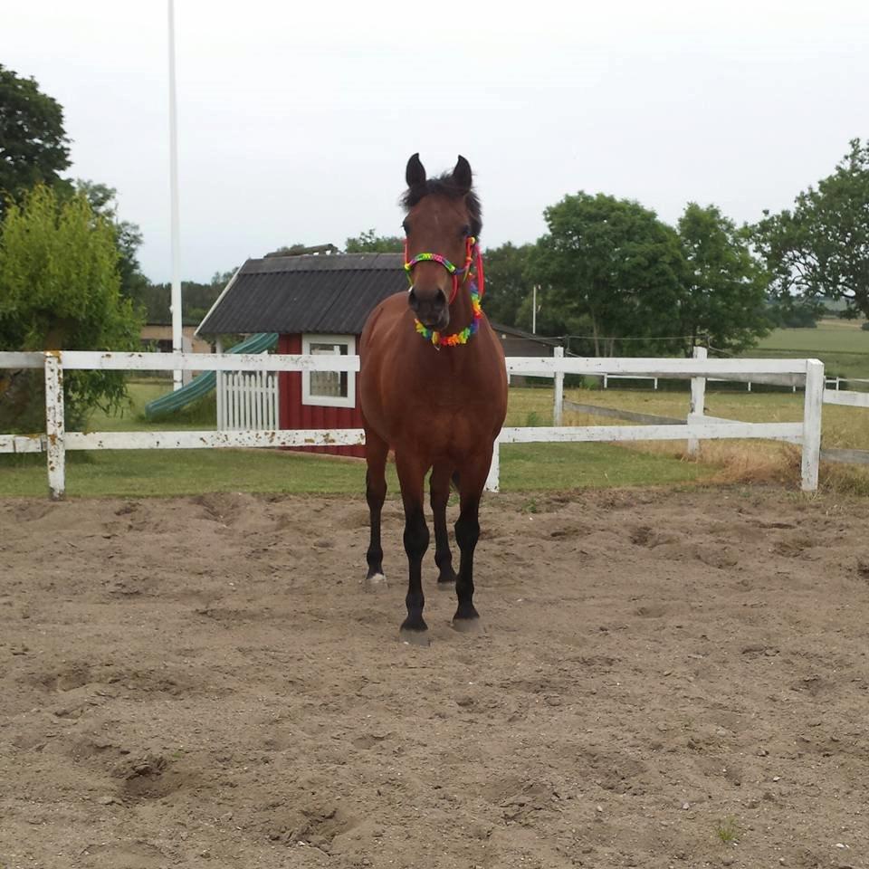 New Forest Baltazar - Foto: mig :) (2015) billede 15