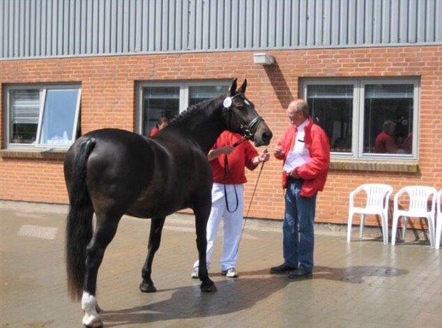 Oldenborg Lillegårdens Lea billede 21