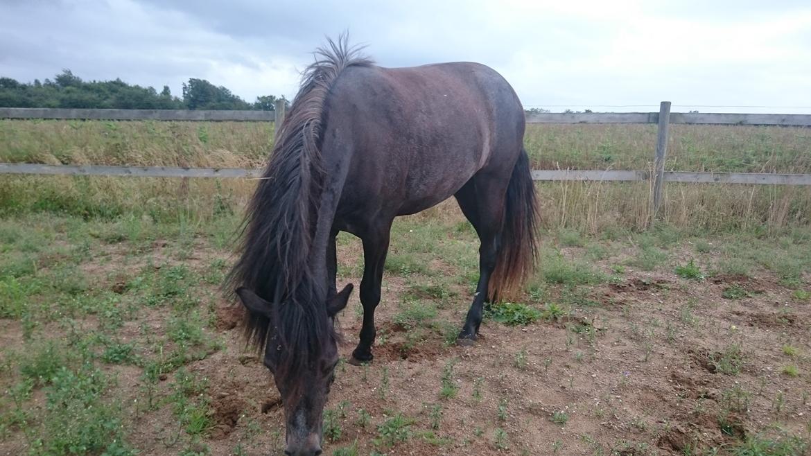 Connemara Granly's Weena  billede 10