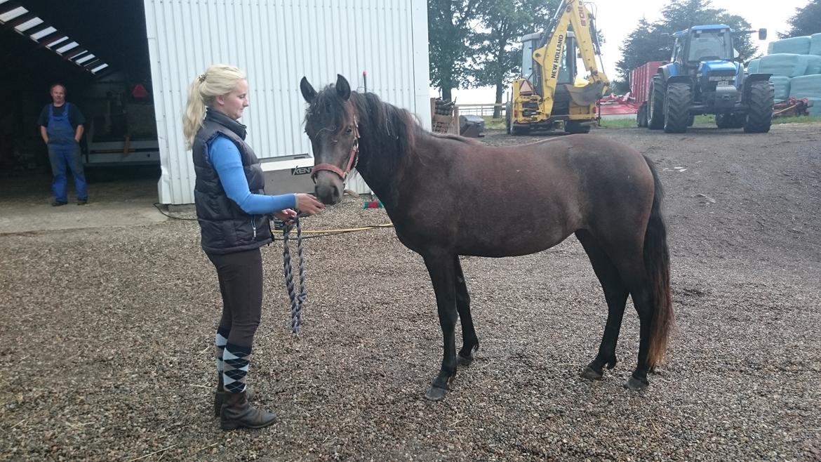 Connemara Granly's Weena  billede 20