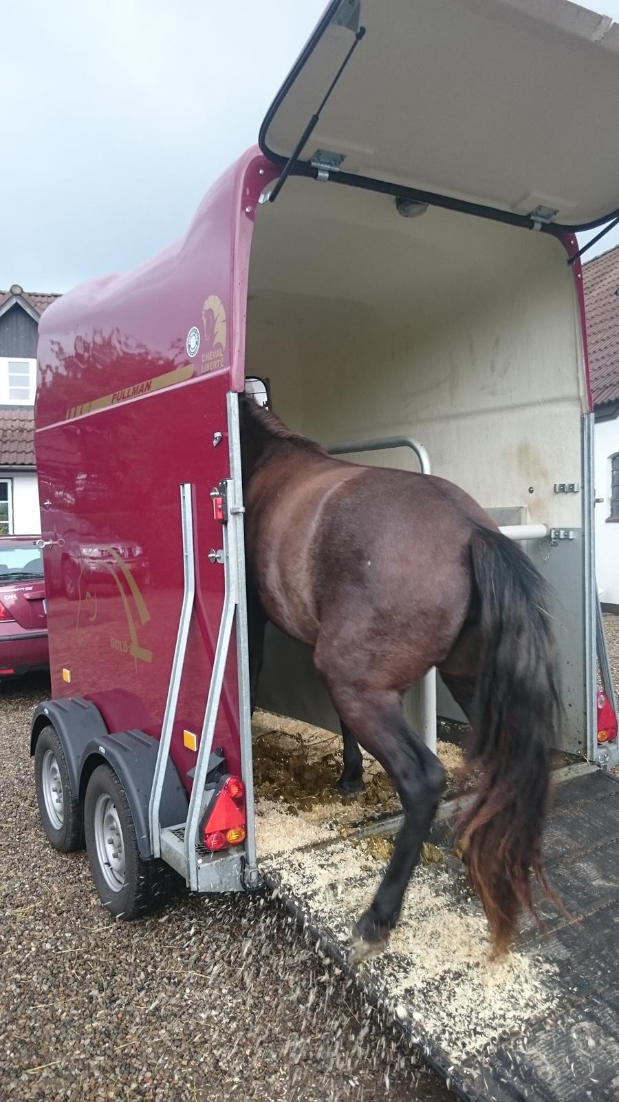 Connemara Granly's Weena  billede 17