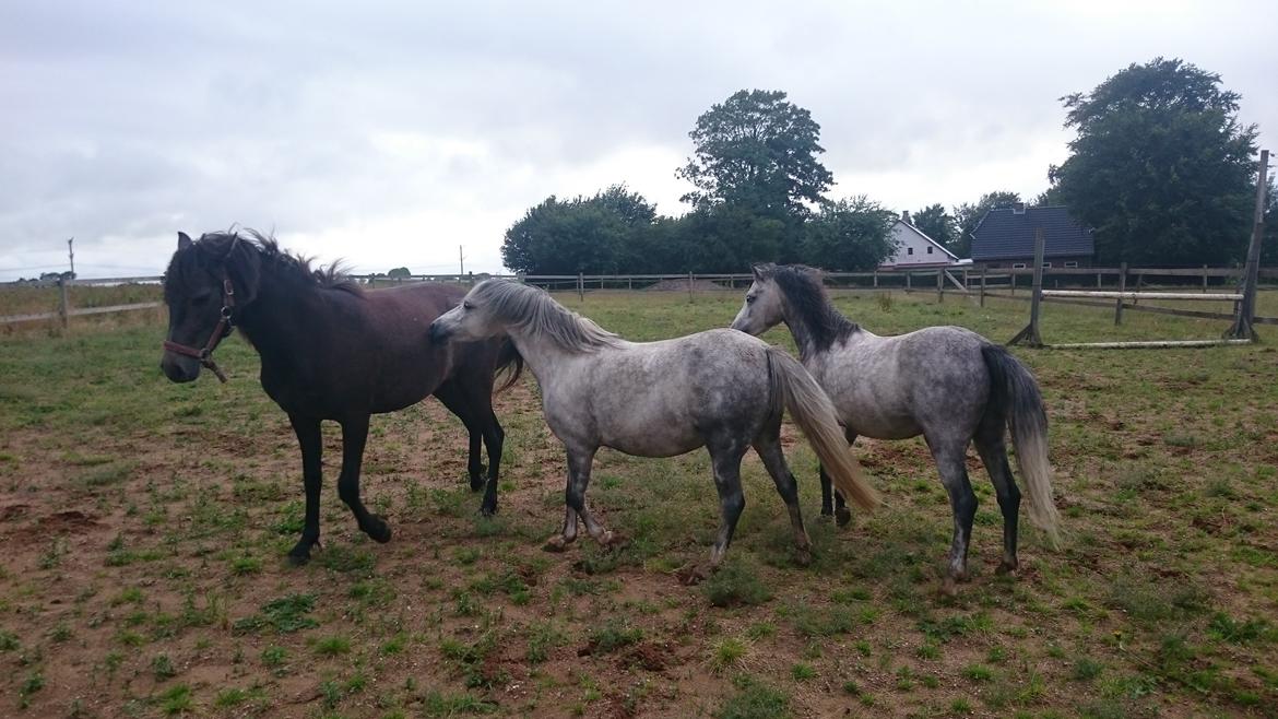 Connemara Granly's Weena  billede 15