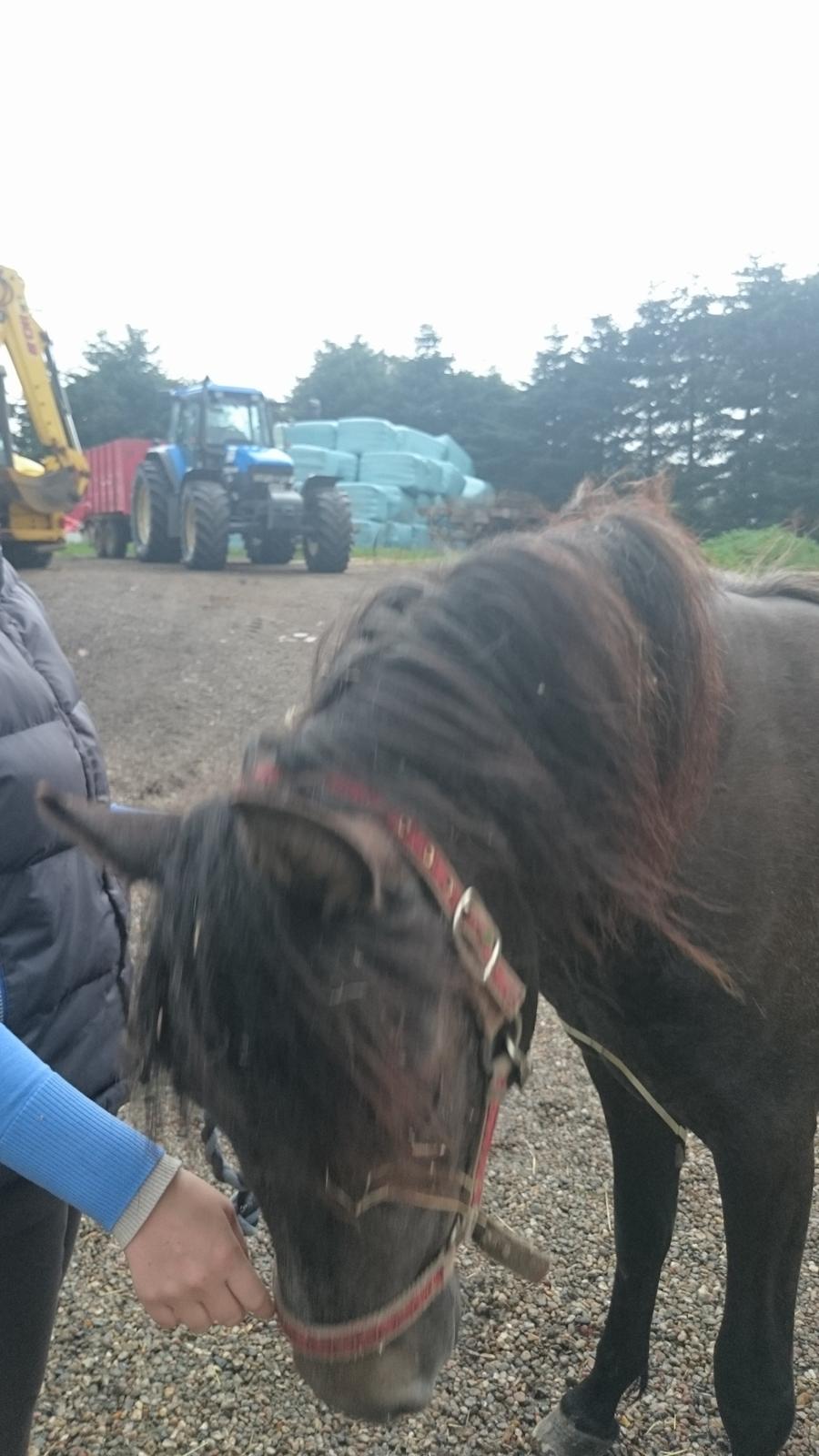 Connemara Granly's Weena  billede 18