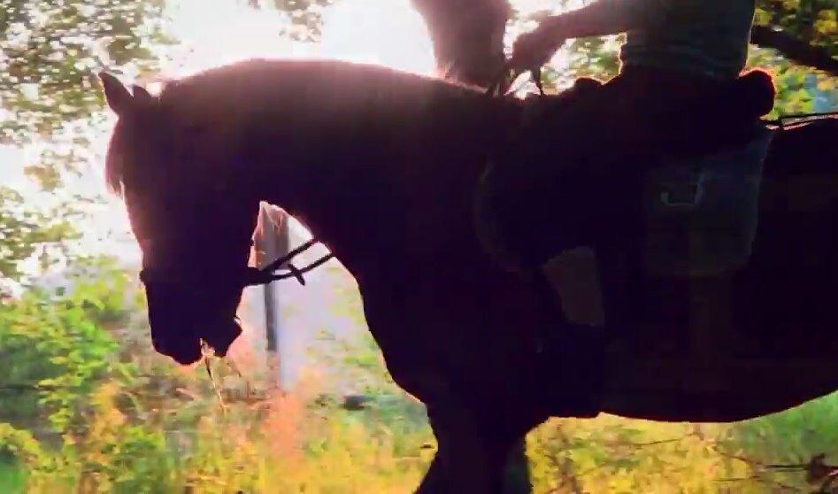 Welsh Partbred (Sec F) Valbjerggaards Casiopaia  billede 2