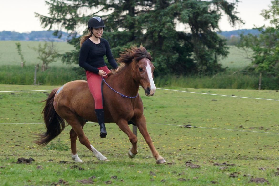 Anden særlig race Ponyen Pixie billede 15