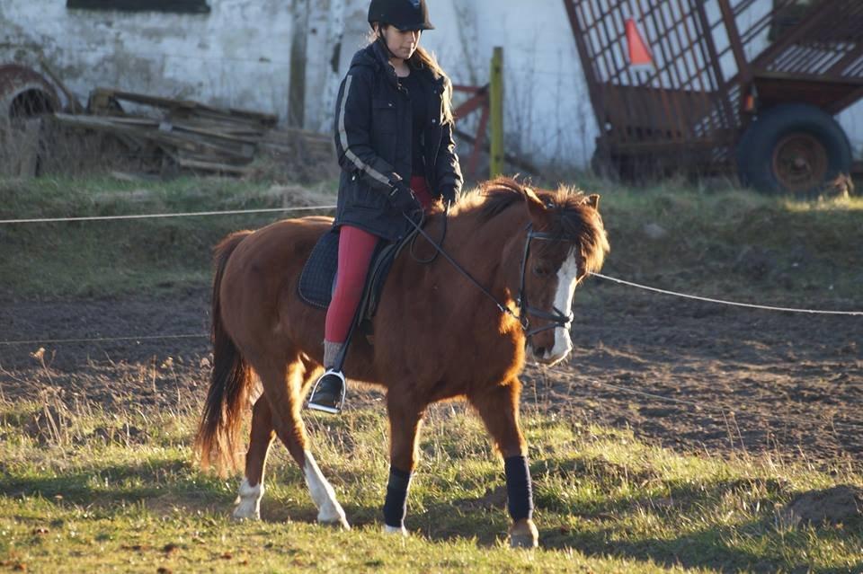 Anden særlig race Ponyen Pixie billede 19