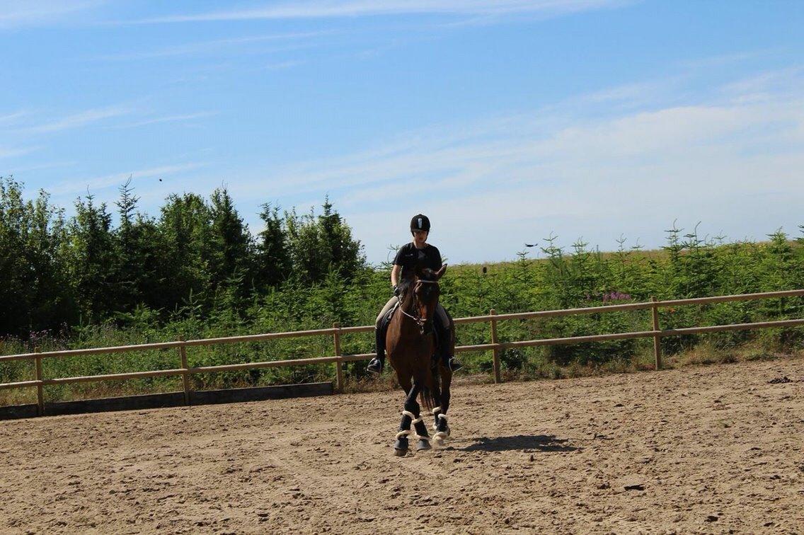 Anden særlig race Amy (SOLGT) billede 1