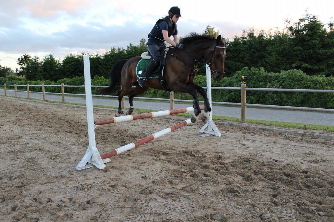 Anden særlig race Amy (SOLGT) billede 4