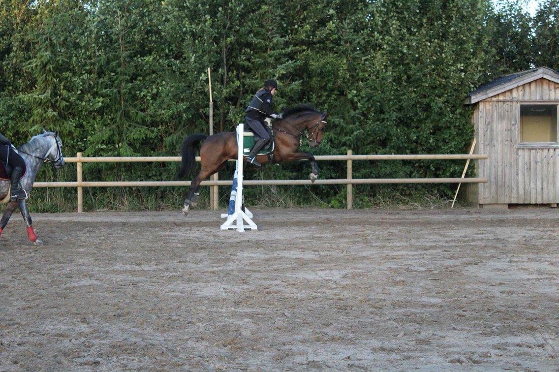 Anden særlig race Amy (SOLGT) billede 3