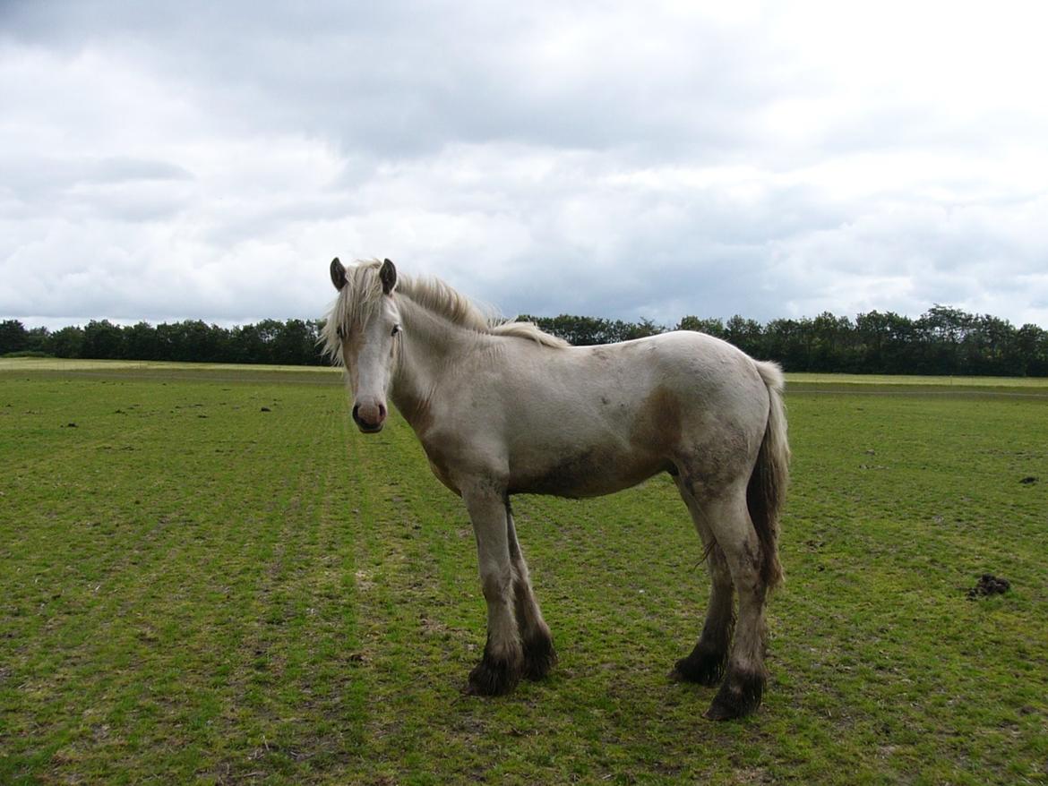 Irish Cob Avalon of The Irich Western art Ranch. billede 2