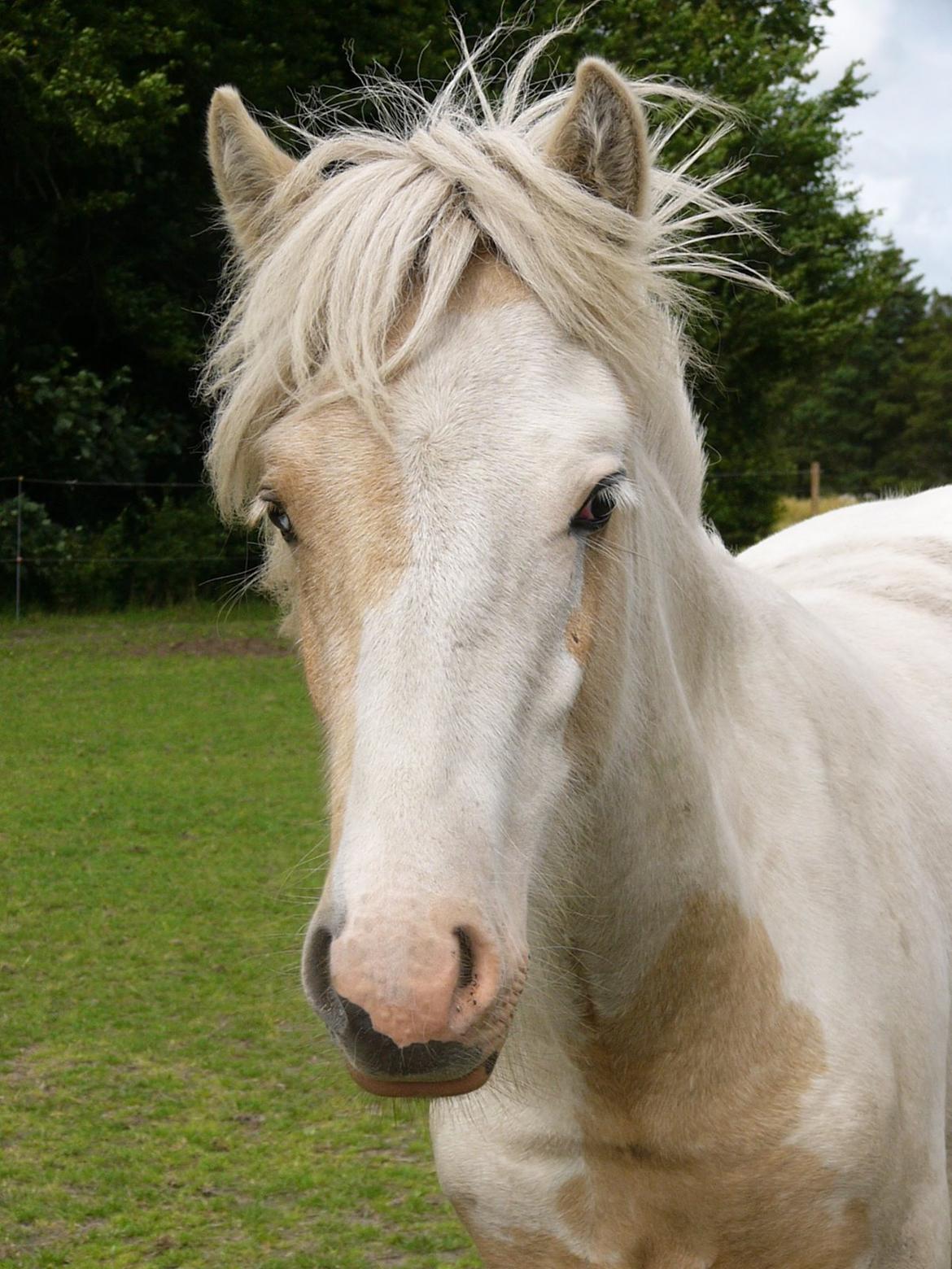 Irish Cob Avalon of The Irich Western art Ranch. billede 3