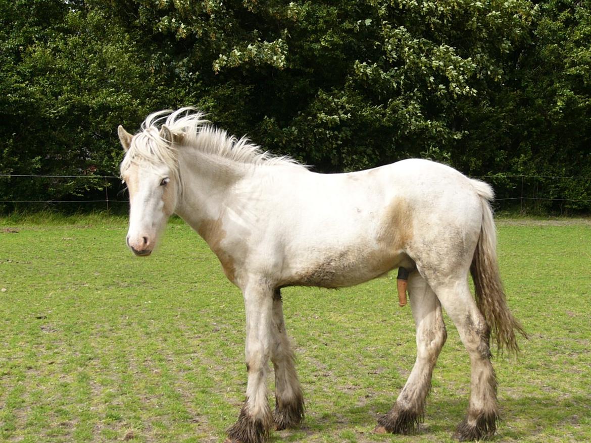 Irish Cob Avalon of The Irich Western art Ranch. billede 4