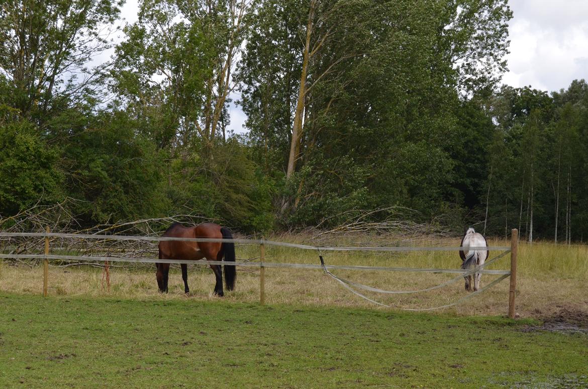 Anden særlig race Max billede 4