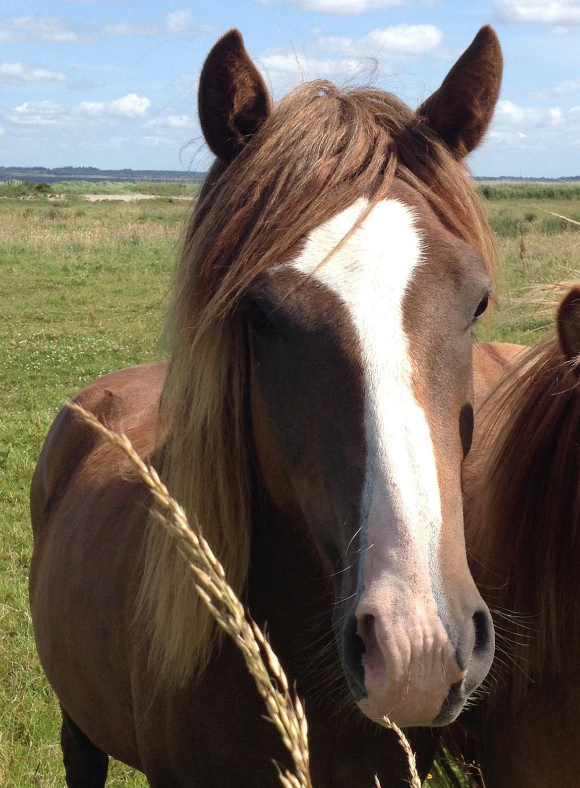 Aegidienberger Bertil billede 11