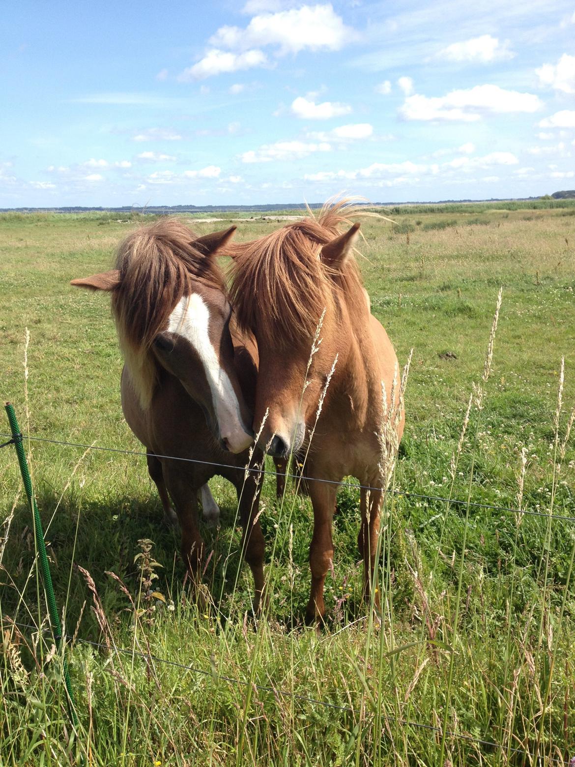 Aegidienberger Bertil billede 12