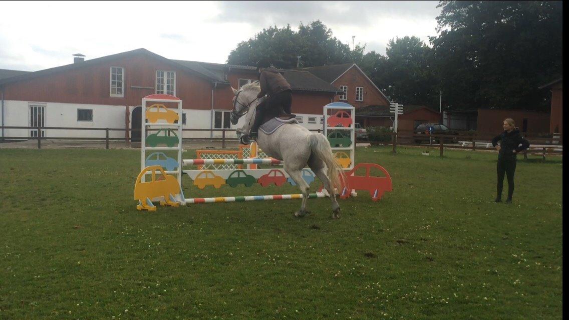 Anden særlig race Milleniums Maybe billede 3