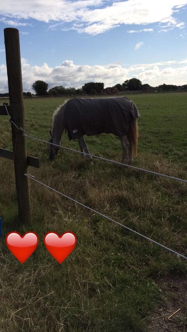 Anden særlig race Milleniums Maybe billede 5
