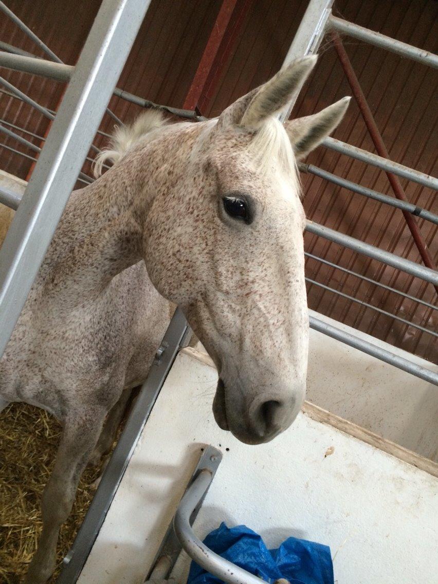 Anden særlig race Milleniums Maybe billede 6