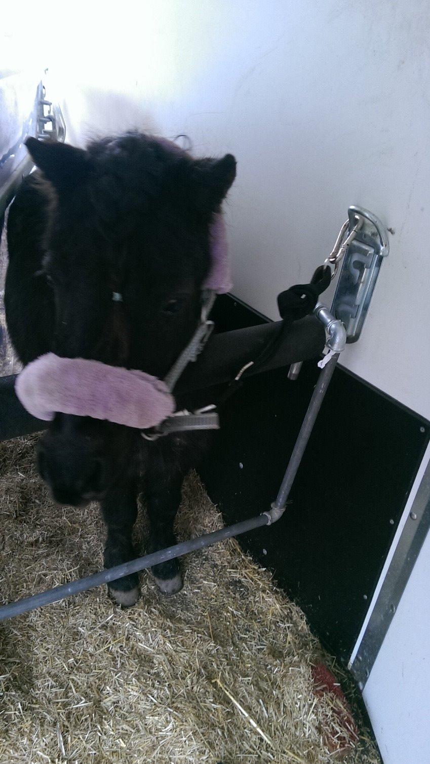 Miniature Hegnsgaard Touch The Star billede 3