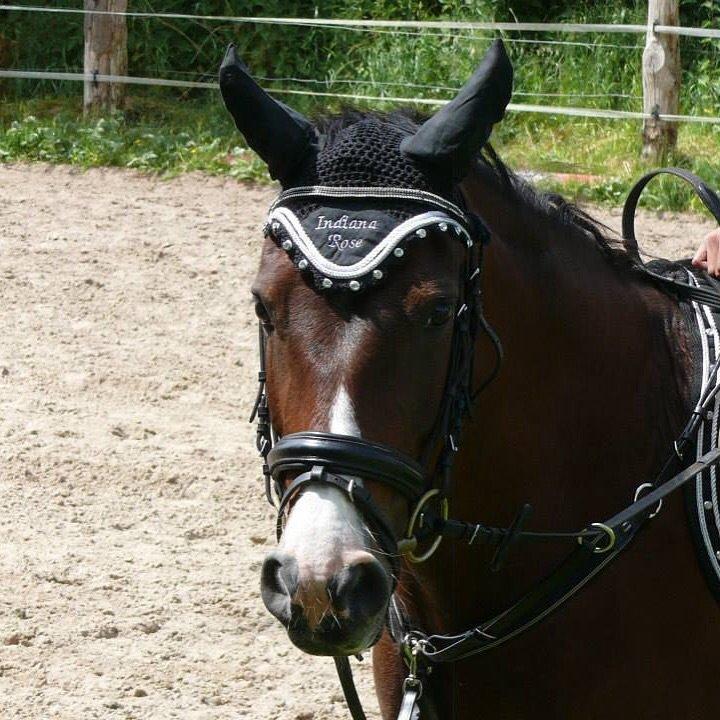 Irsk Sportspony Indiana Rose - min dejlige indi mus billede 7