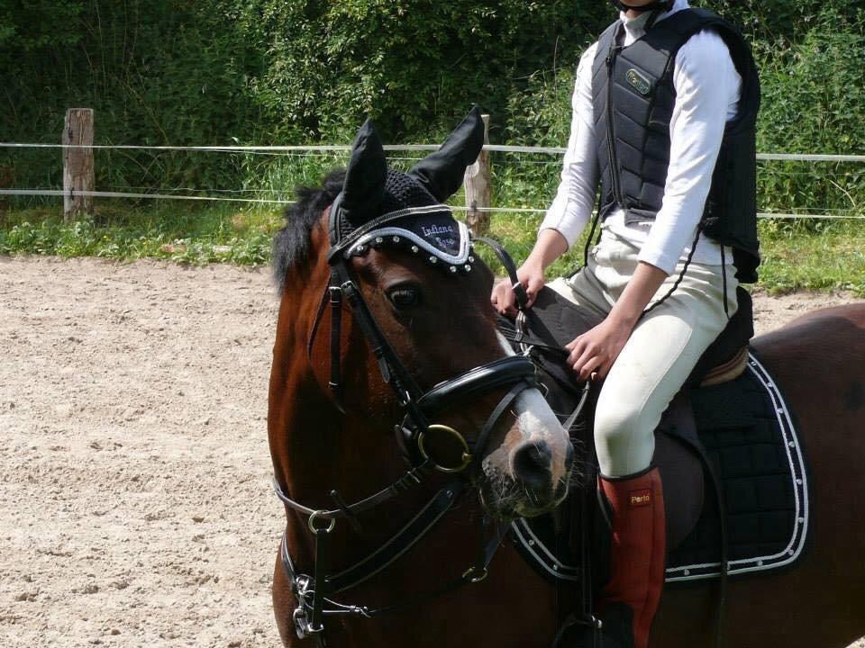 Irsk Sportspony Indiana Rose - venter på det er vores tur billede 10