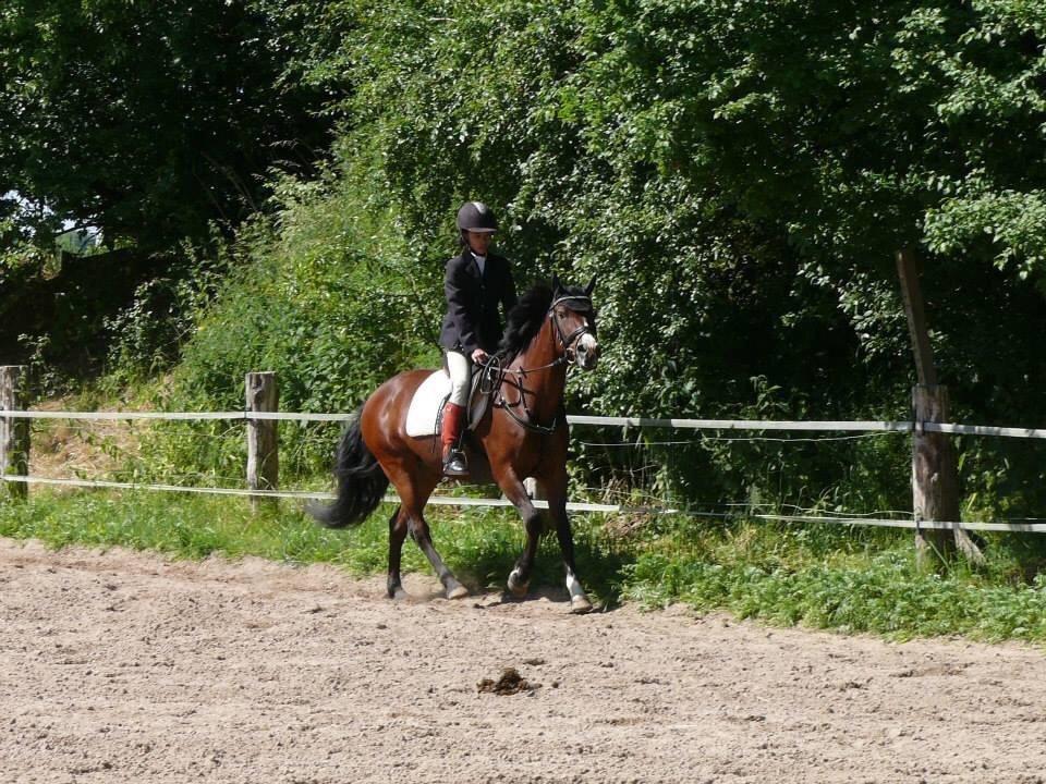 Irsk Sportspony Indiana Rose - stæve 2015 i sommer billede 4