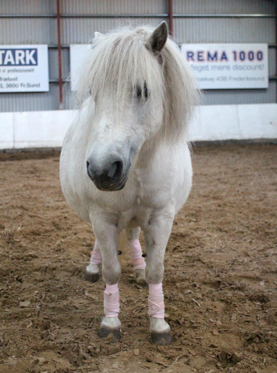 Dansk Miniature Katrinesmindes Perhaps Love aka. Happy - RIP - Haps ser sød ud som altid <3 billede 14