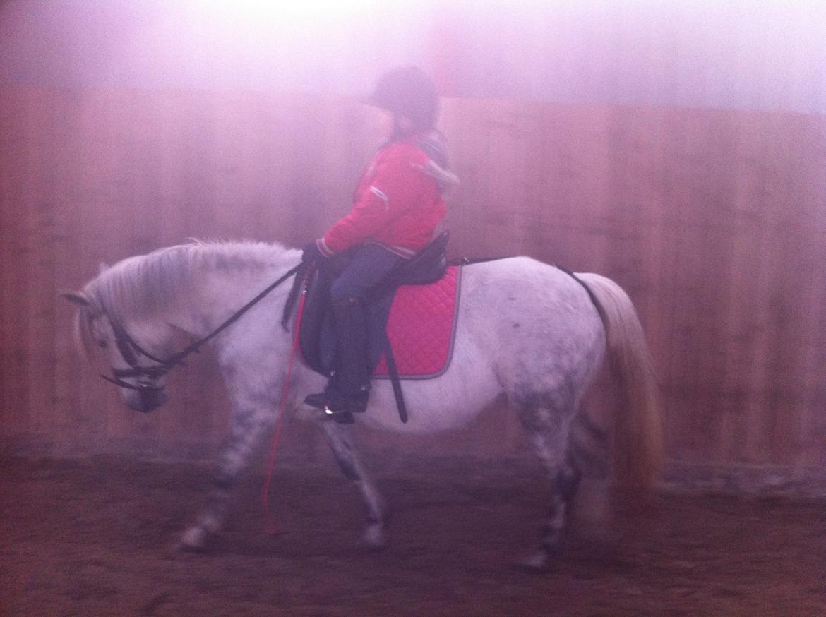 Anden særlig race Elmegaardens Madison billede 9