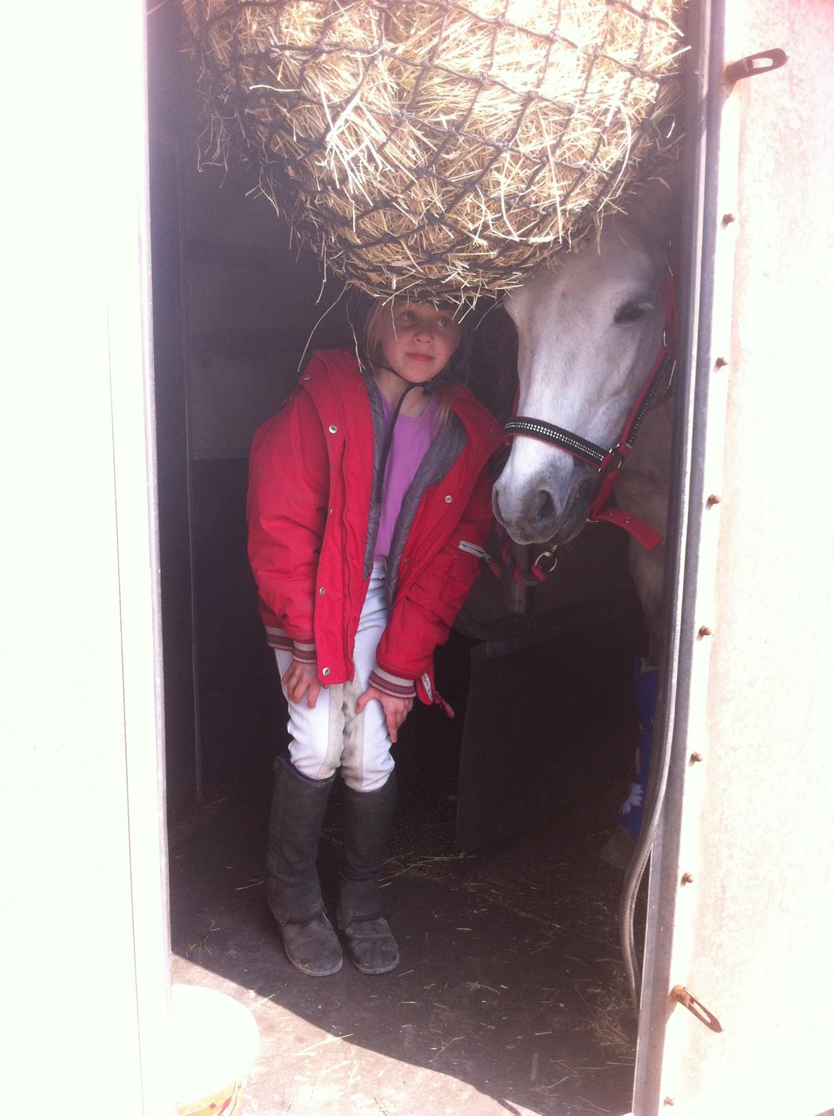 Anden særlig race Elmegaardens Madison - Første tur i hestetrailer billede 11